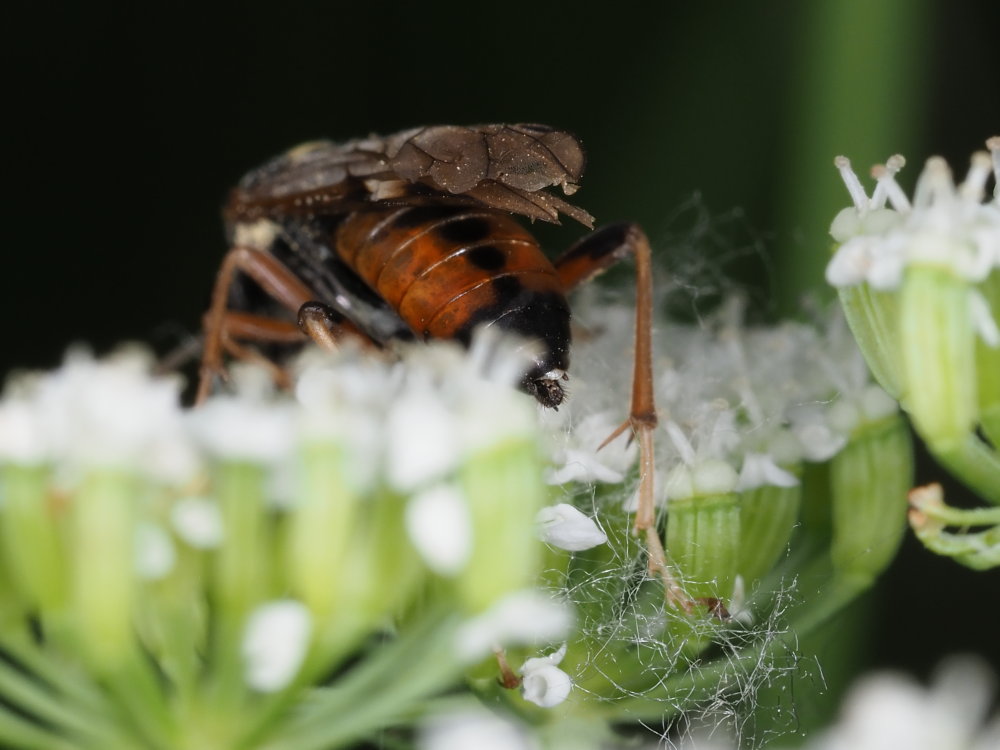 Tenthredinidae: Tenthredopsis sp.