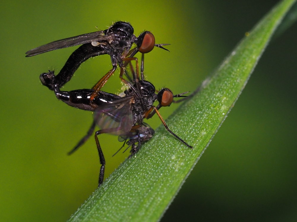 Rhamphomyia sp. (Empididae)?... Empididae sp.