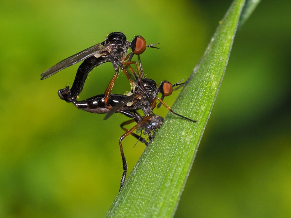 Rhamphomyia sp. (Empididae)?... Empididae sp.