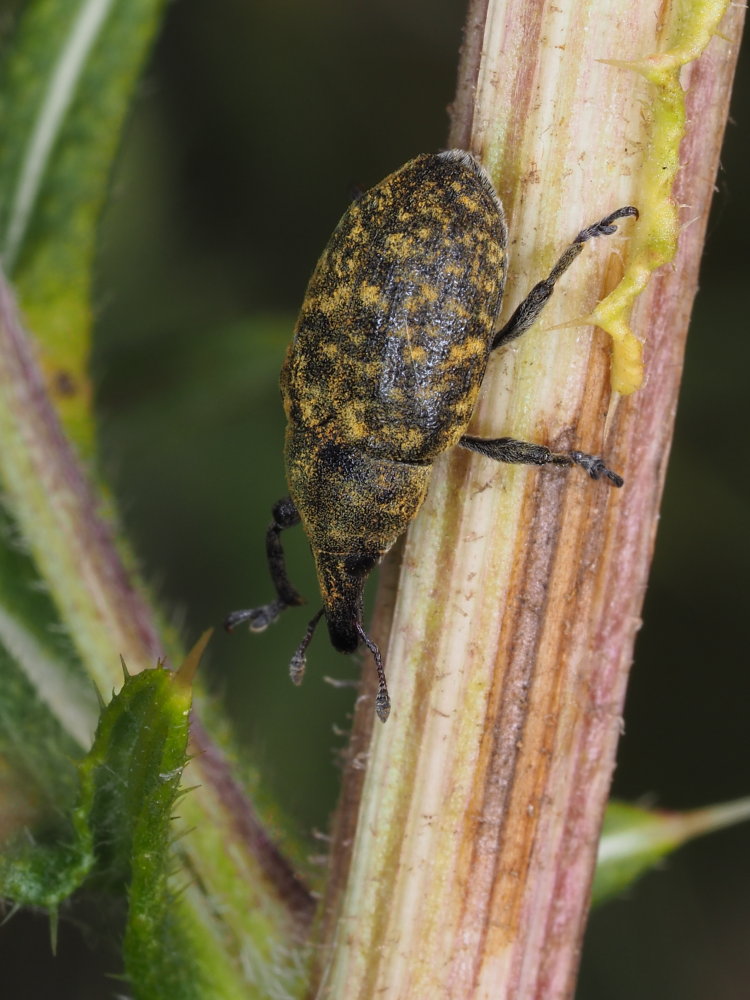 Curculionidae: Larinus (Phyllonomeus) turbinatus