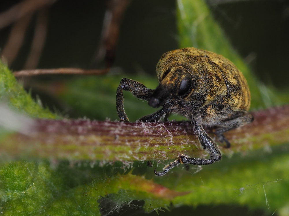 Curculionidae: Larinus (Phyllonomeus) turbinatus