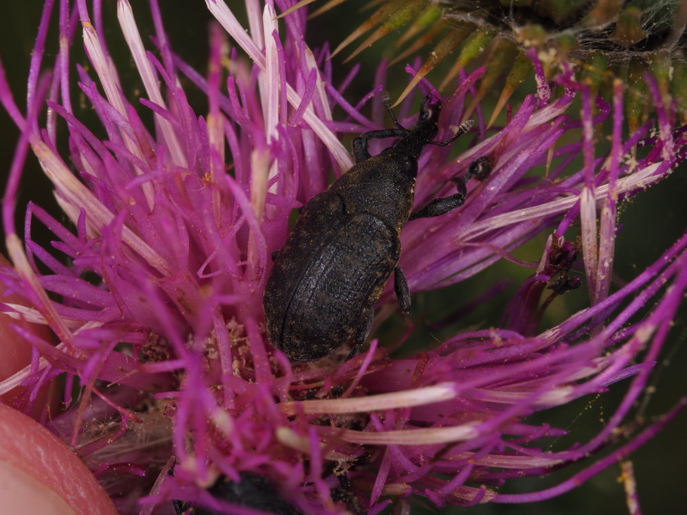 Curculionidae: Larinus (Phyllonomeus) turbinatus