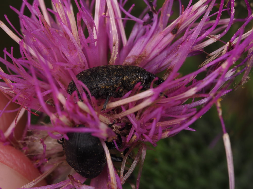 Curculionidae: Larinus (Phyllonomeus) turbinatus