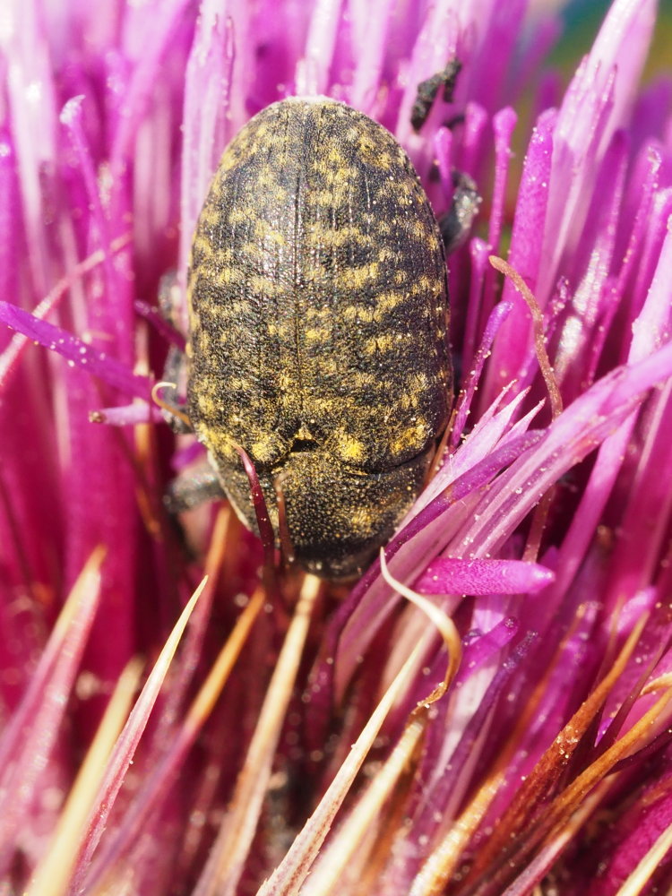 Curculionidae: Larinus (Phyllonomeus) turbinatus