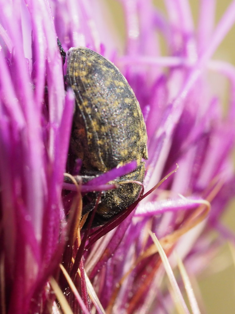 Curculionidae: Larinus (Phyllonomeus) turbinatus