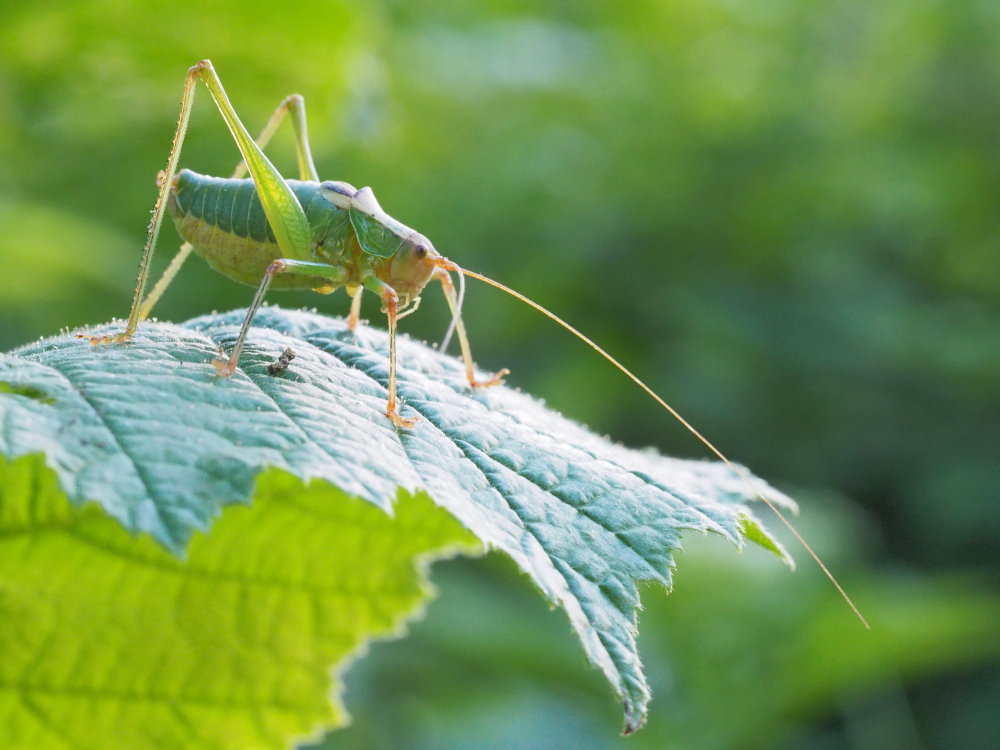 Metaplastes pulchripennis? S !