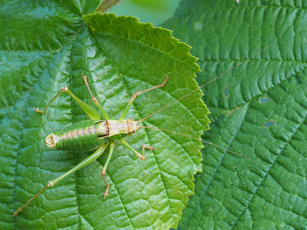 Metaplastes pulchripennis? S !