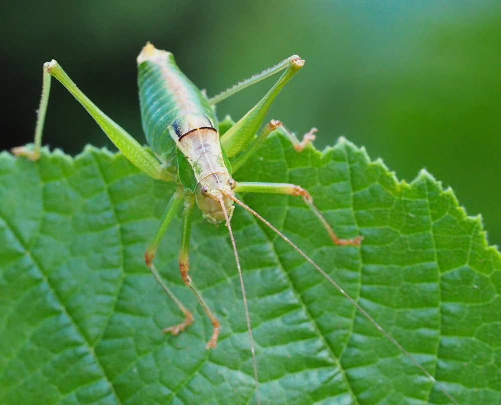 Metaplastes pulchripennis? S !