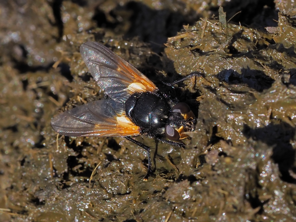 Muscidae: Mesembrina meridiana? S !