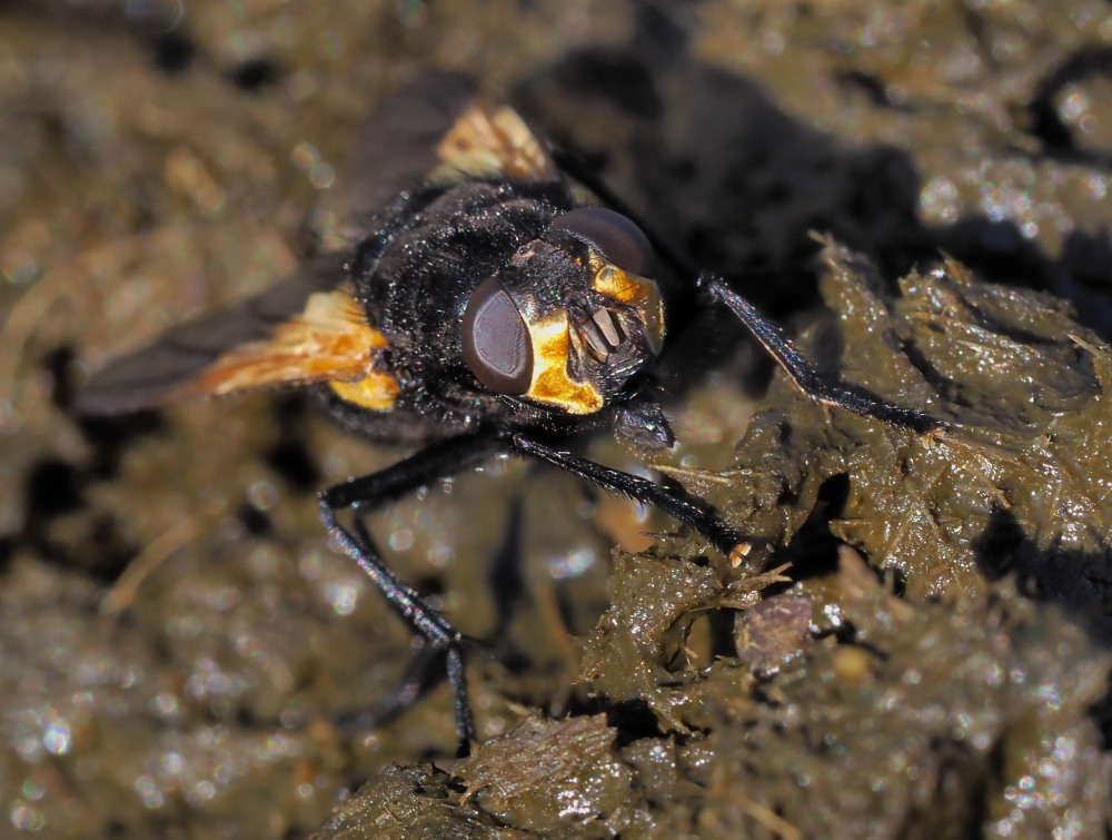 Muscidae: Mesembrina meridiana? S !