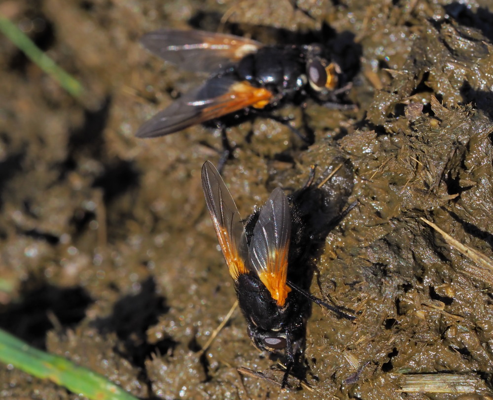 Muscidae: Mesembrina meridiana? S !