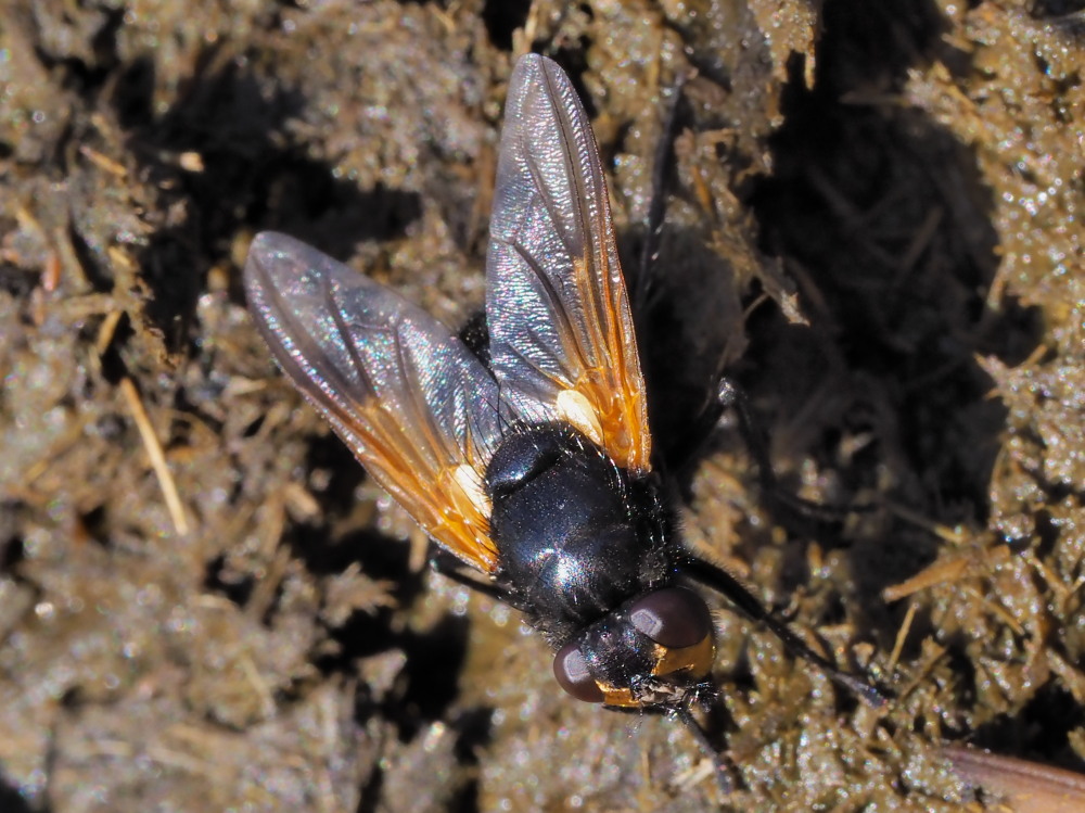 Muscidae: Mesembrina meridiana? S !