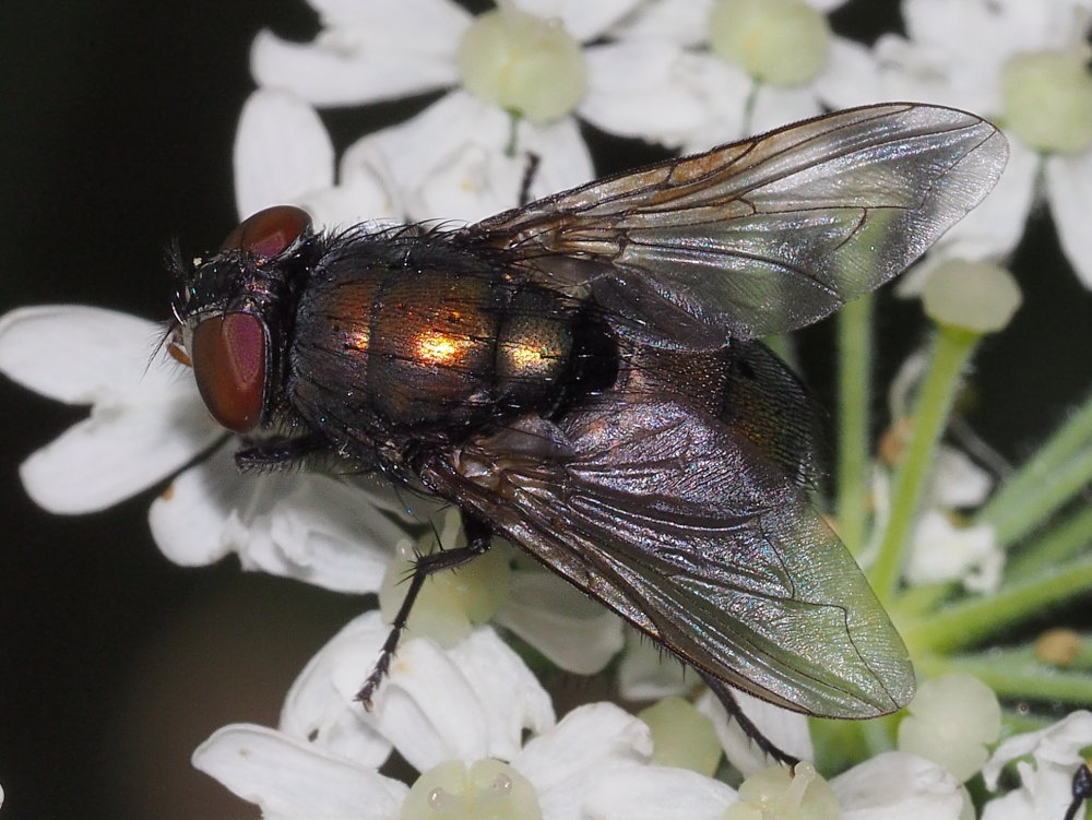 Calliphoridae? S, Lucilia sp. (L. illustris o L. caesar), femmina