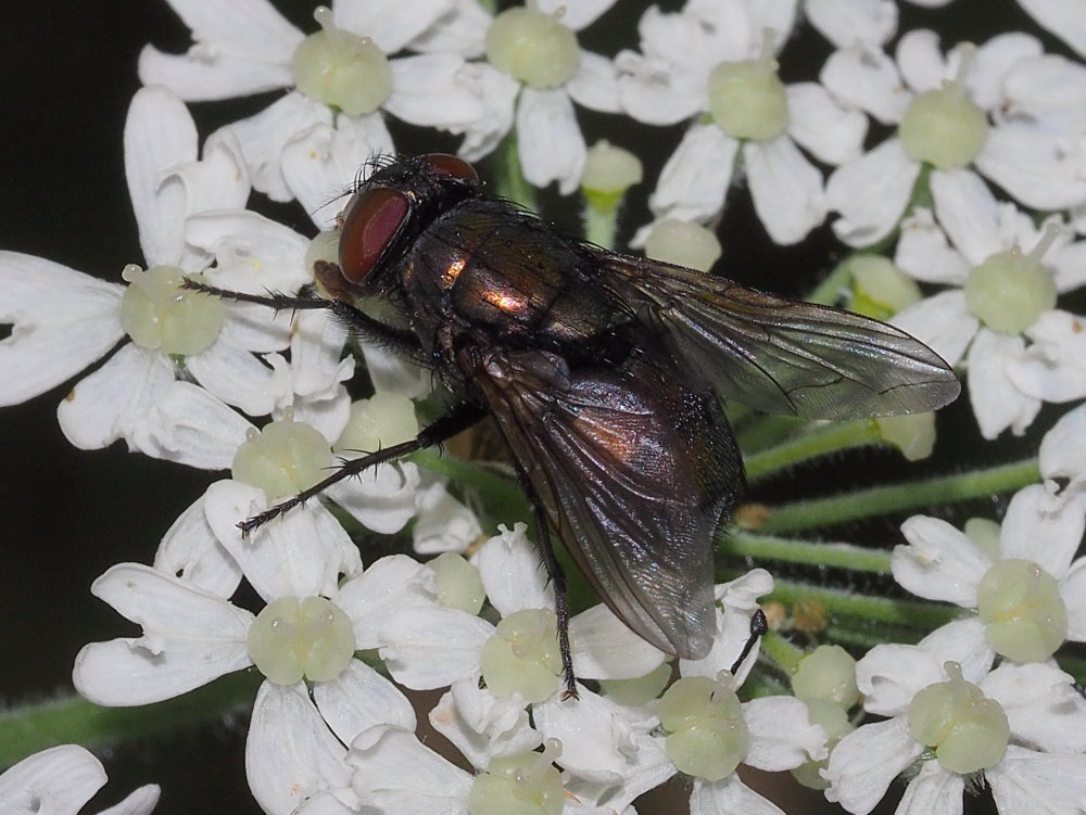 Calliphoridae? S, Lucilia sp. (L. illustris o L. caesar), femmina