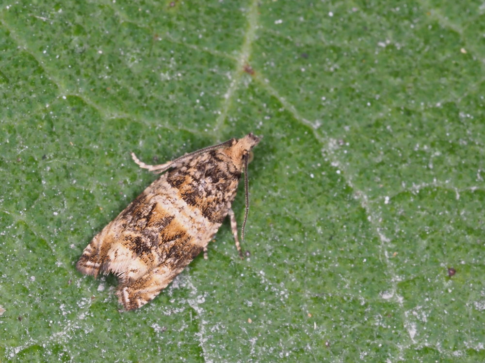 Celypha cespitana - Tortricidae