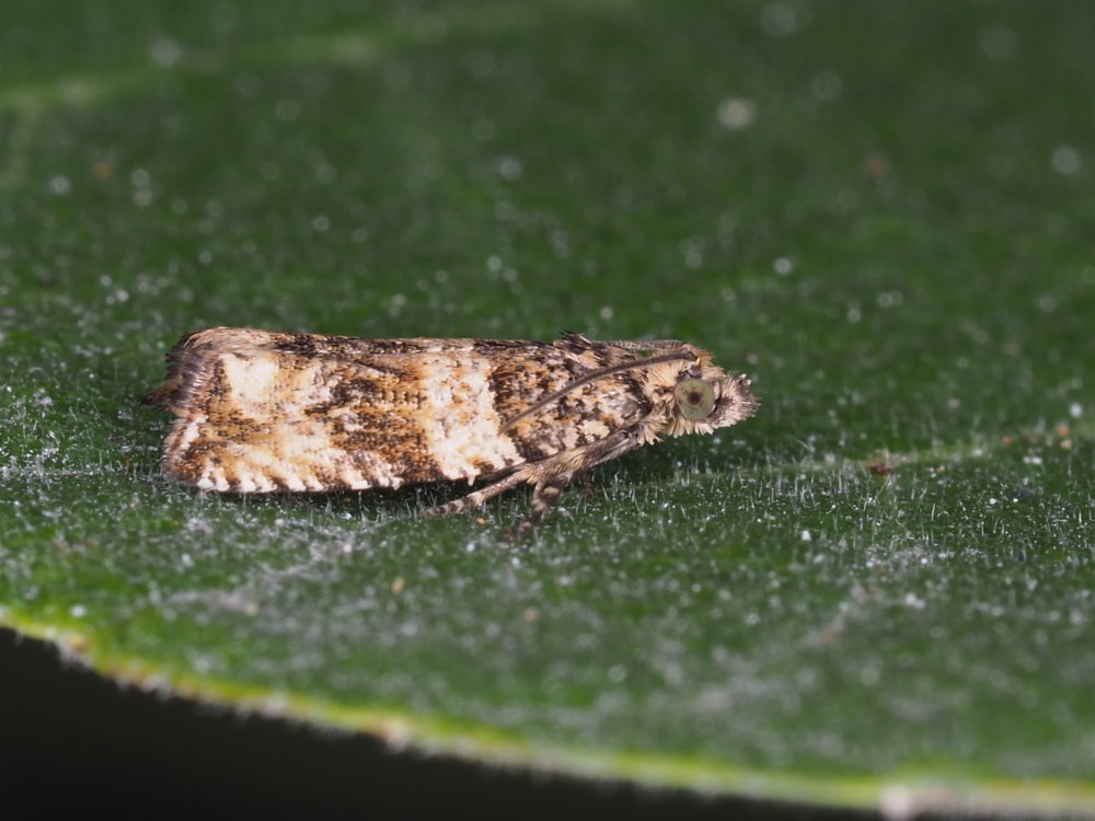 Celypha cespitana - Tortricidae