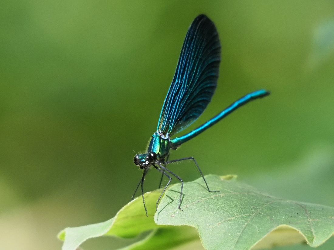 Calopteryx virgo?  S, ♂♀