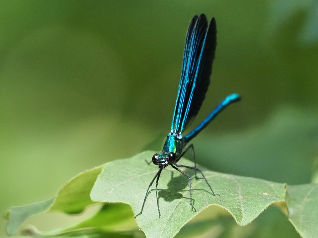 Calopteryx virgo?  S, ♂♀