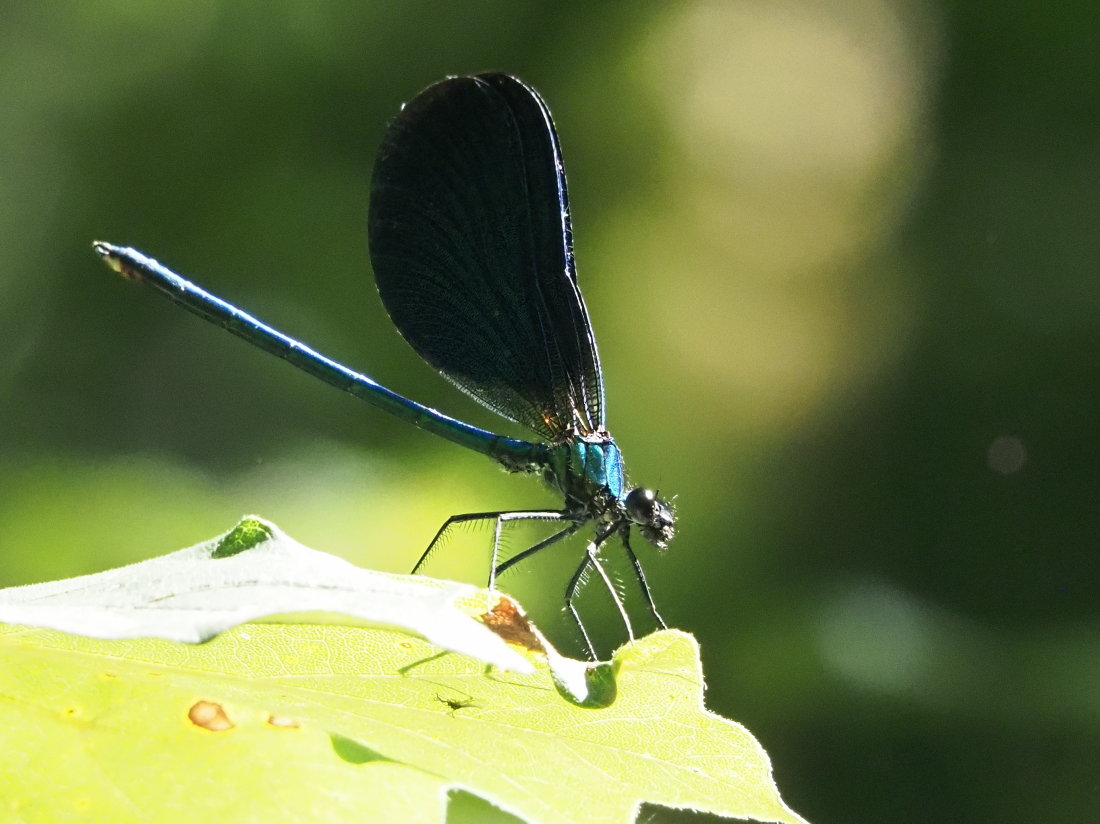 Calopteryx virgo?  S, ♂♀