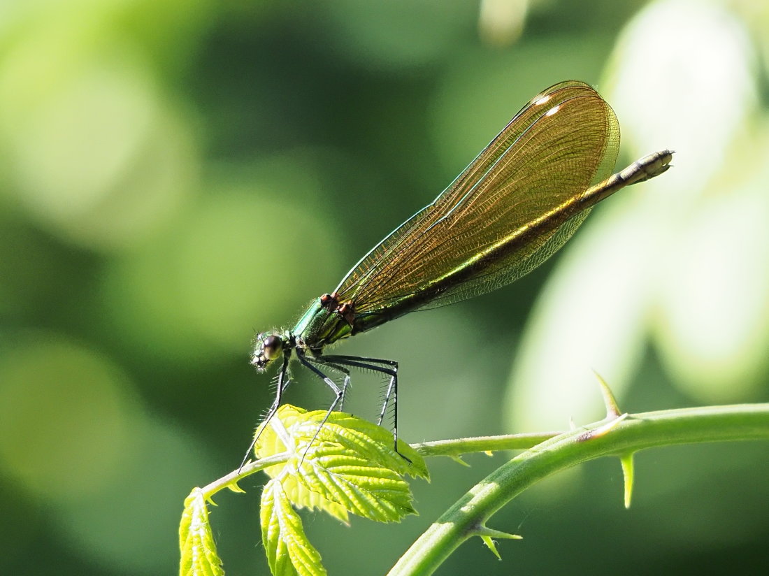 Calopteryx virgo?  S, ♂♀