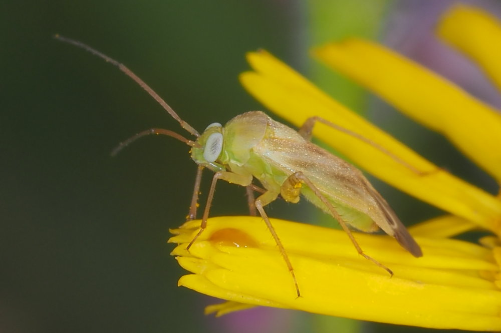 Miridae: Taylorilygus apicalis