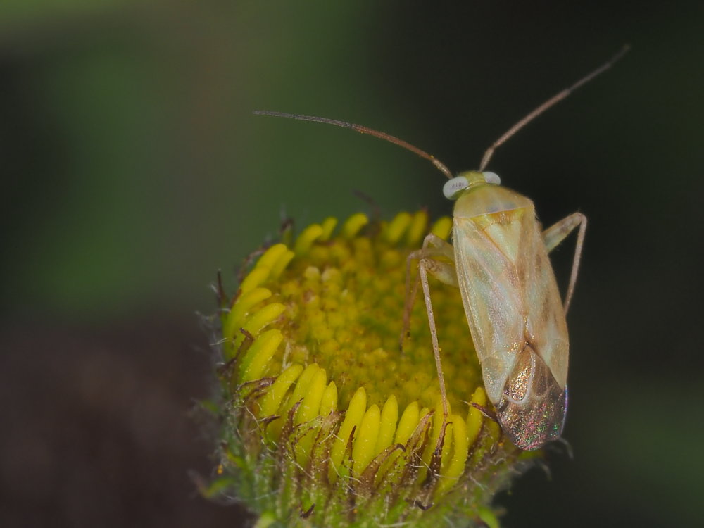 Miridae: Taylorilygus apicalis