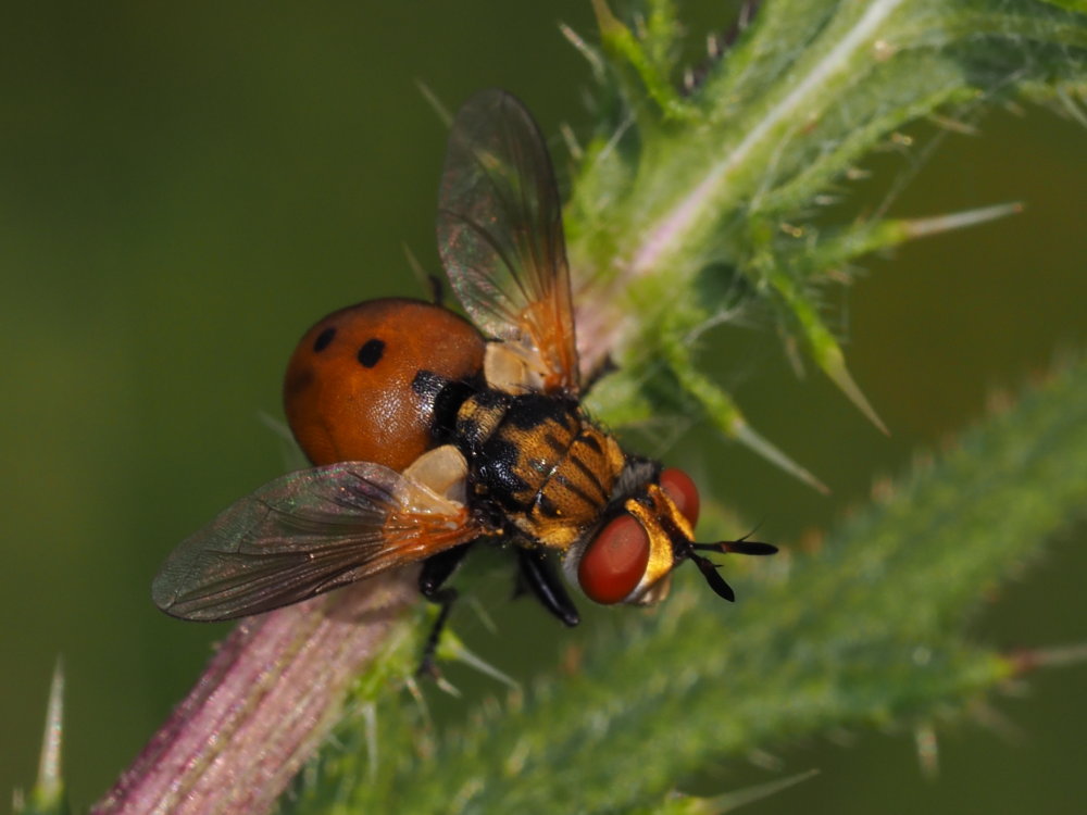 Gymnosoma? Da identificare