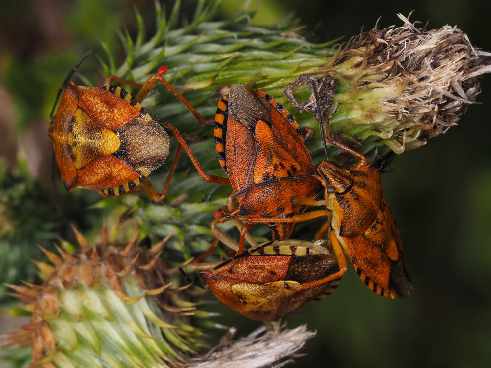 Pentatomidae; Carpocoris mediterraneus? No, Carpocoris purpureipennis