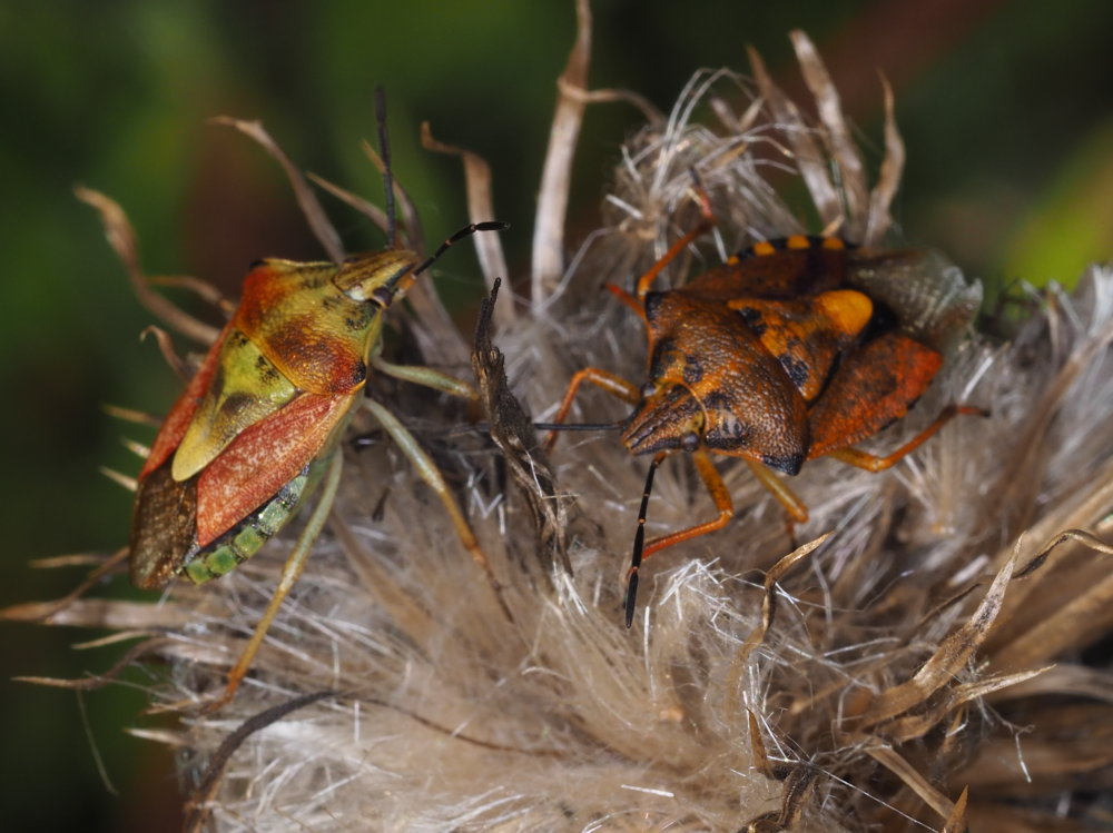 Pentatomidae; Carpocoris mediterraneus? No, Carpocoris purpureipennis