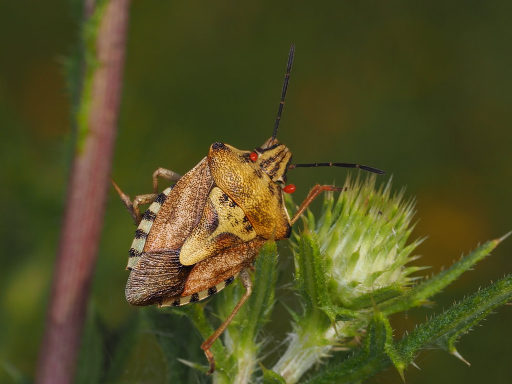 Pentatomidae; Carpocoris mediterraneus? No, Carpocoris purpureipennis