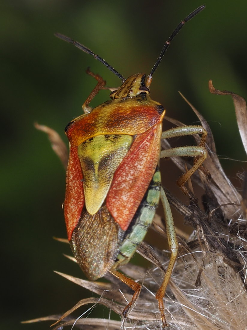 Pentatomidae; Carpocoris mediterraneus? No, Carpocoris purpureipennis