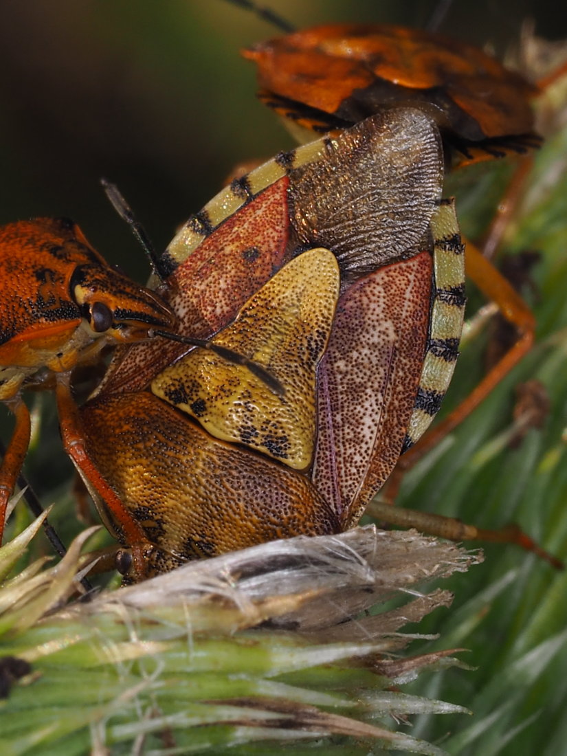 Pentatomidae; Carpocoris mediterraneus? No, Carpocoris purpureipennis