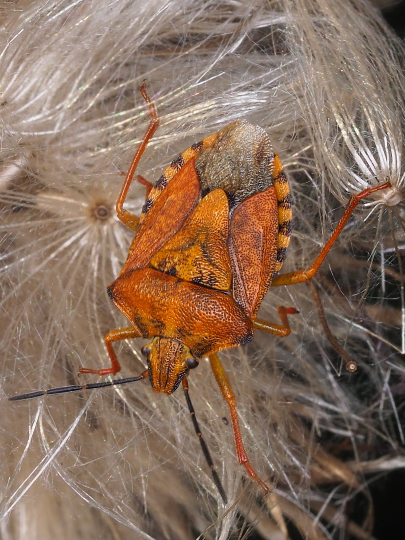 Pentatomidae; Carpocoris mediterraneus? No, Carpocoris purpureipennis