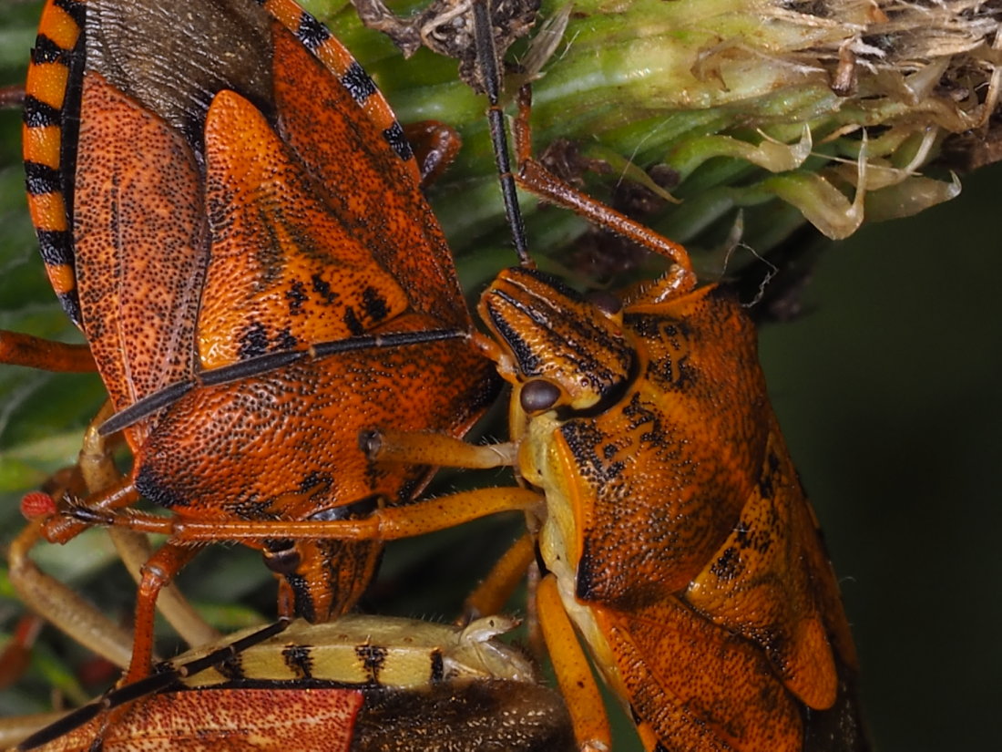 Pentatomidae; Carpocoris mediterraneus? No, Carpocoris purpureipennis