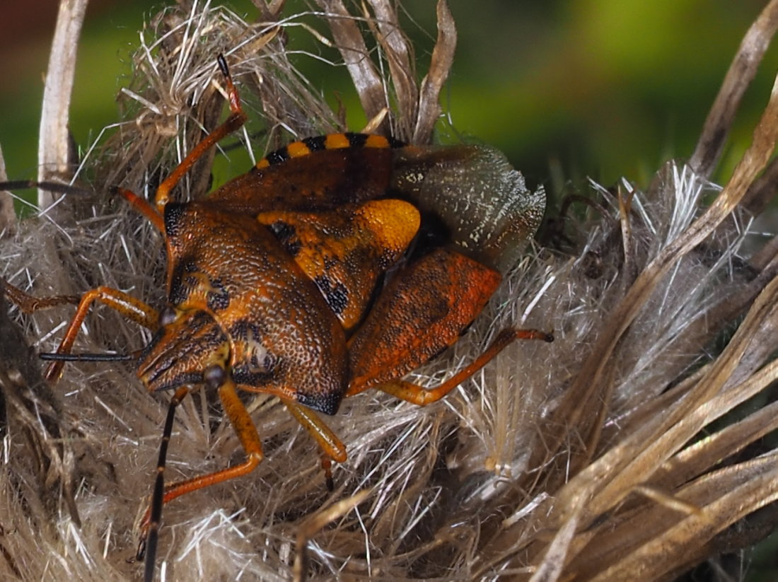 Pentatomidae; Carpocoris mediterraneus? No, Carpocoris purpureipennis