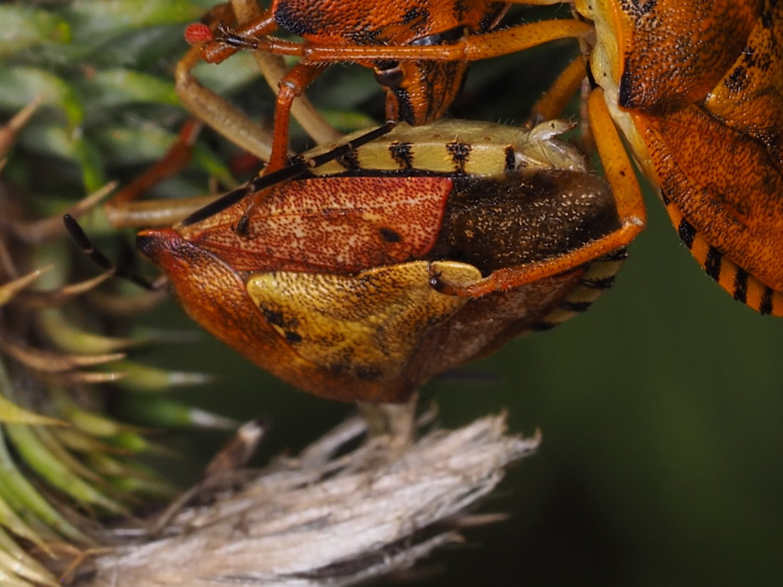 Pentatomidae; Carpocoris mediterraneus? No, Carpocoris purpureipennis