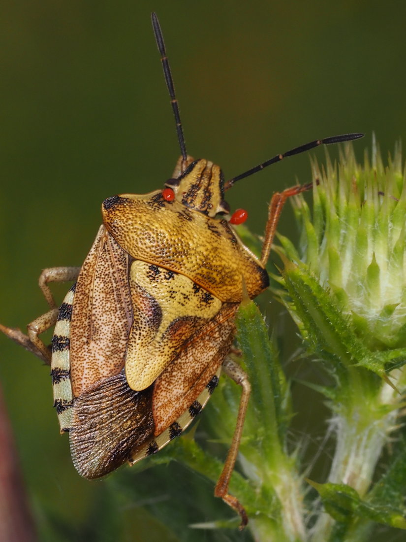 Pentatomidae; Carpocoris mediterraneus? No, Carpocoris purpureipennis