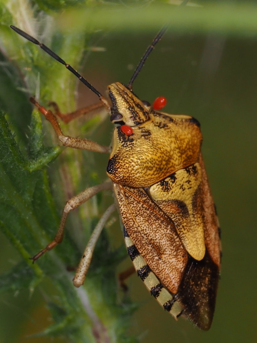 Pentatomidae; Carpocoris mediterraneus? No, Carpocoris purpureipennis