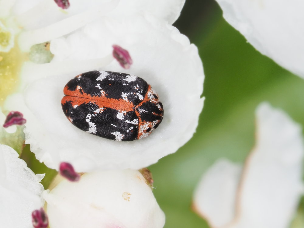 Dermestidae: Anthrenus scrophulariae? S.