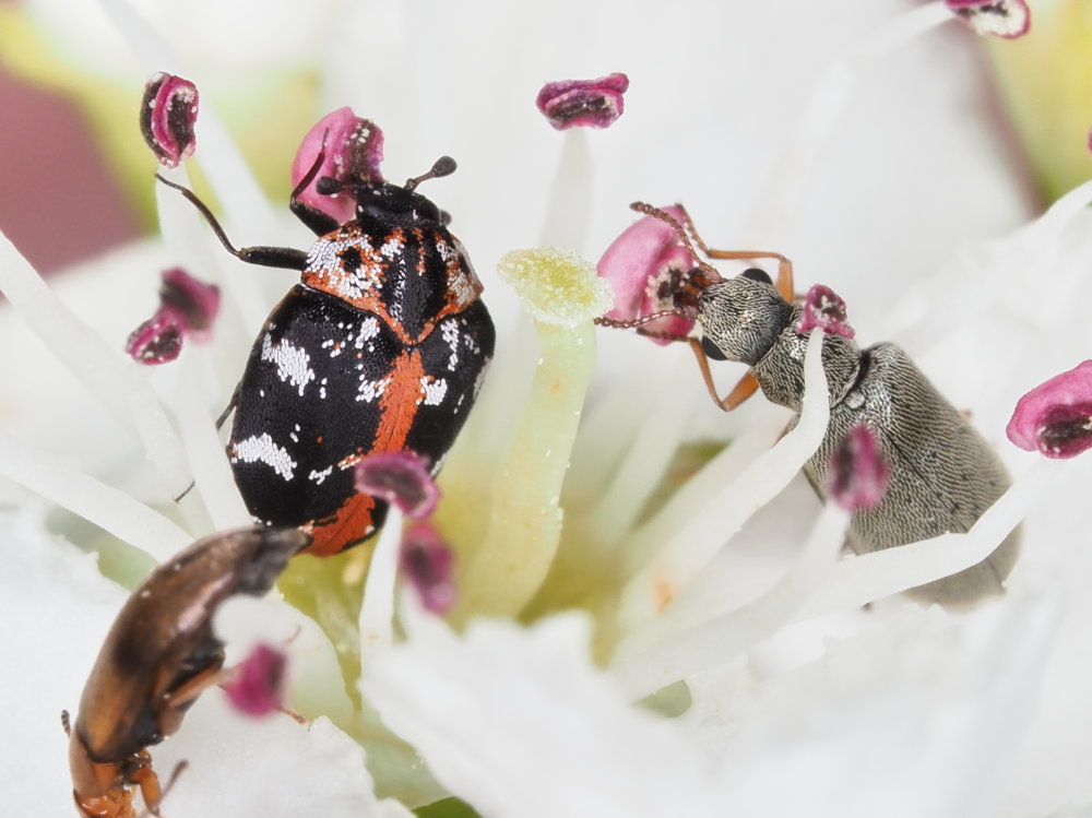 Dermestidae: Anthrenus scrophulariae? S.