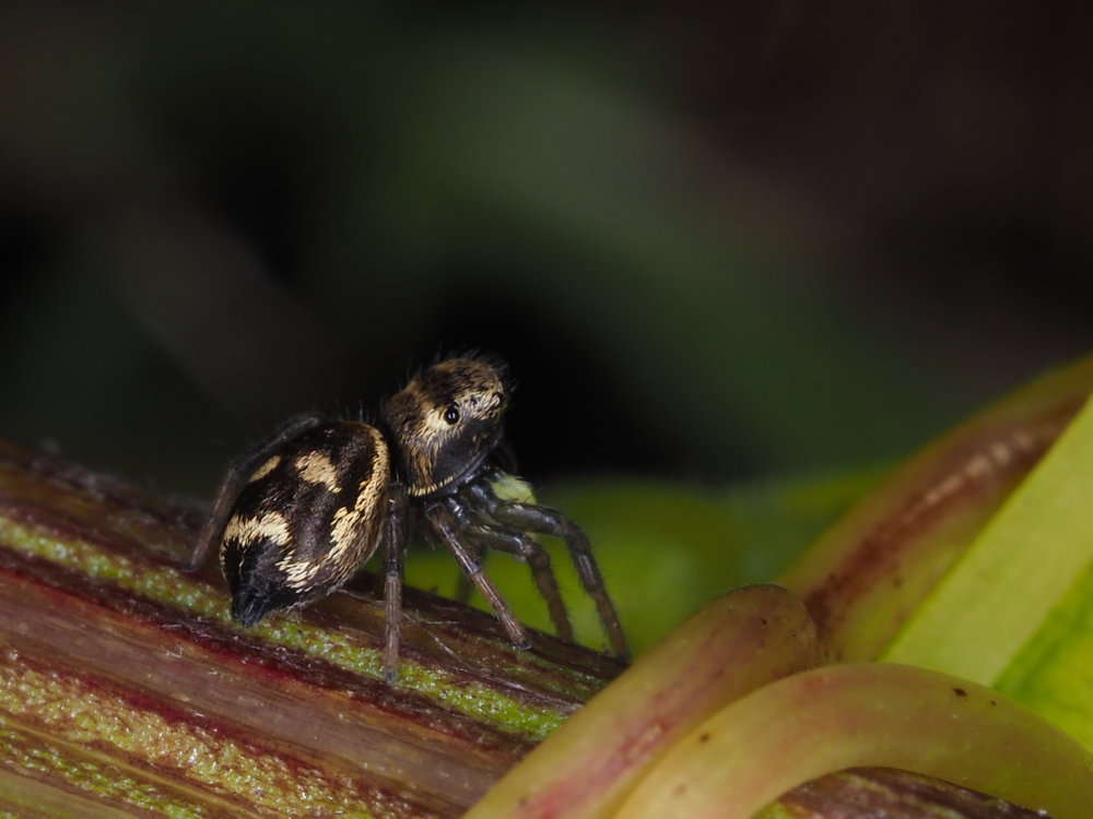 Heliophanus sp.?  S - Osimo (AN)