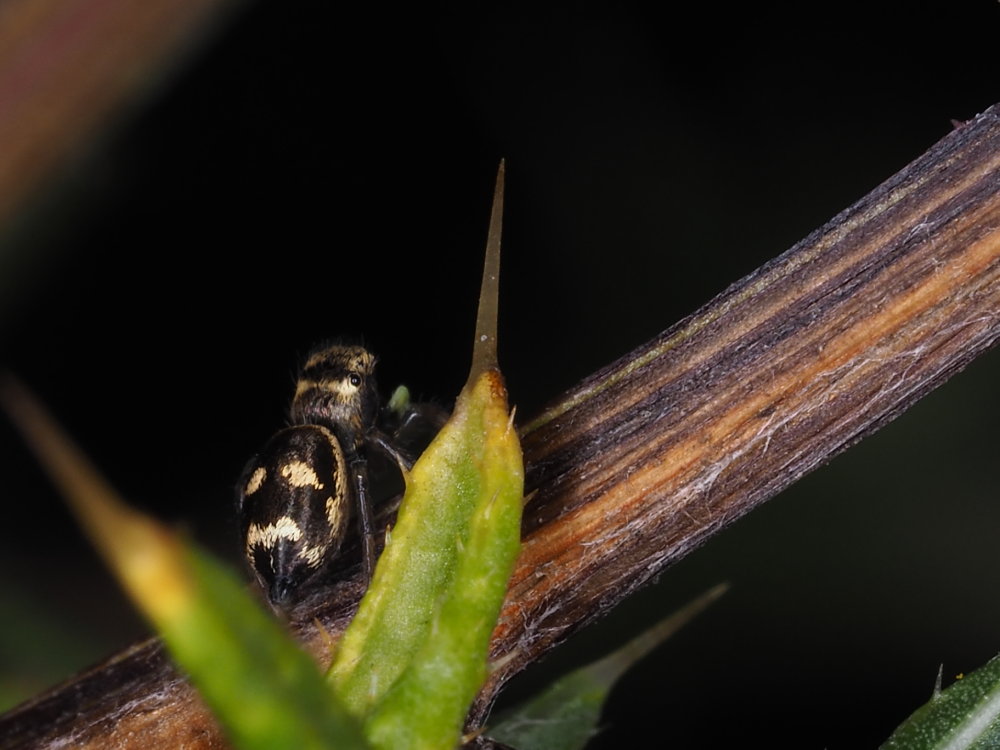 Heliophanus sp.?  S - Osimo (AN)