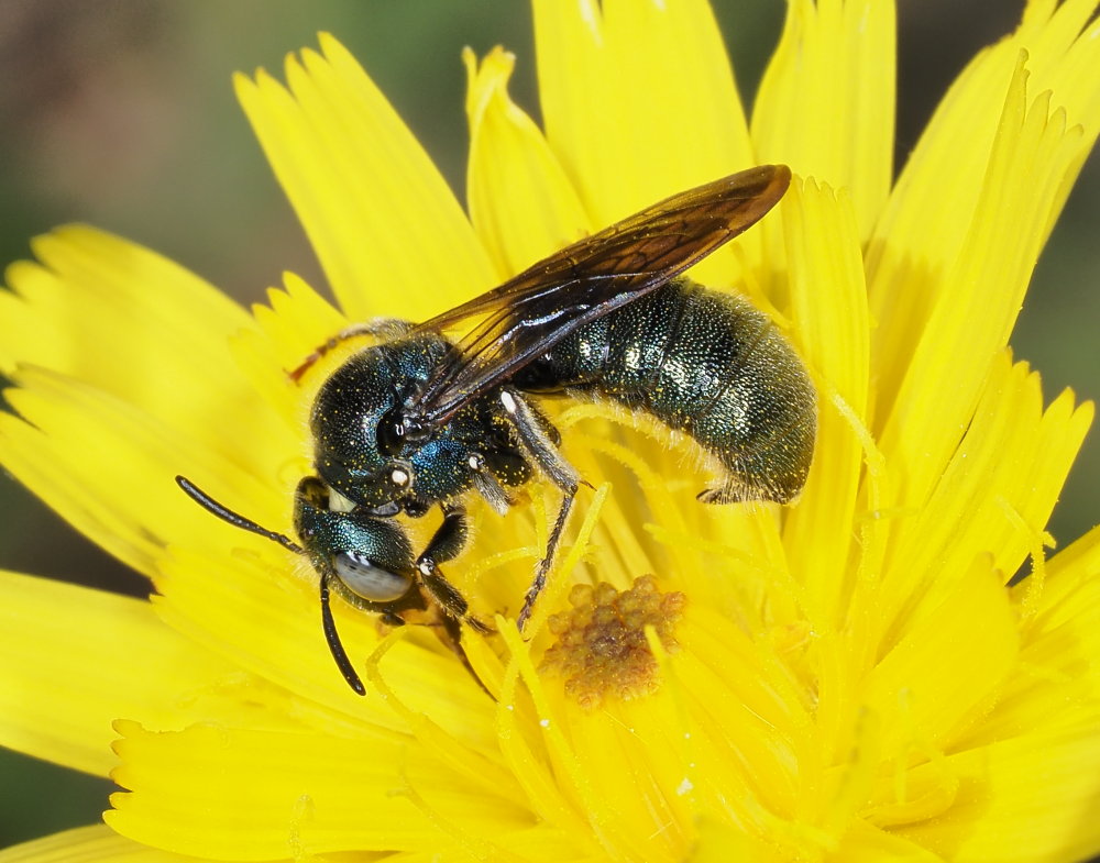 Ceratina cyanea?... Ceratina sp., maschio - Apidae