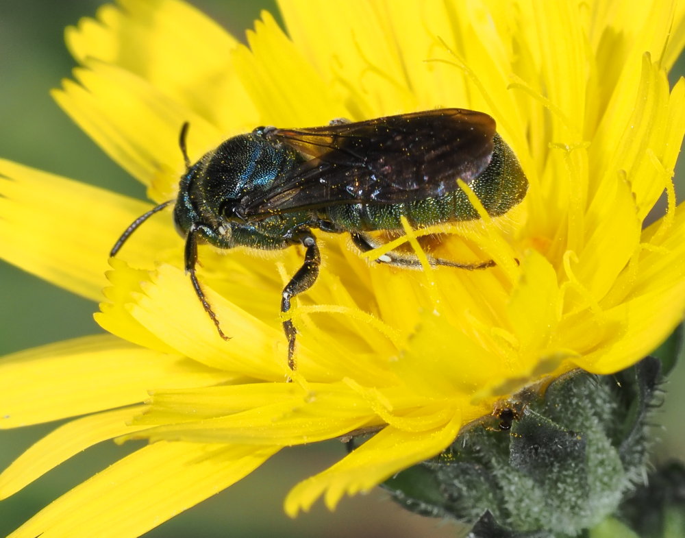 Ceratina cyanea?... Ceratina sp., maschio - Apidae