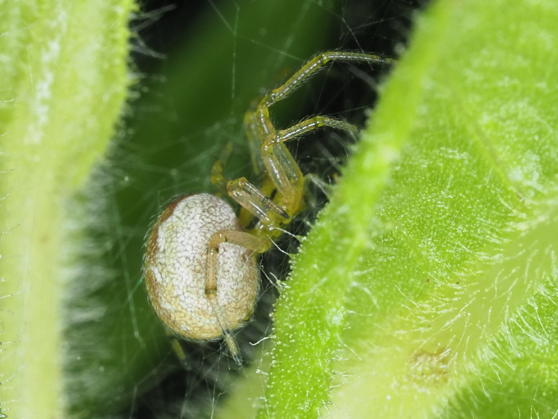 Kochiura aulica (Theridiidae) - Osimo (AN)