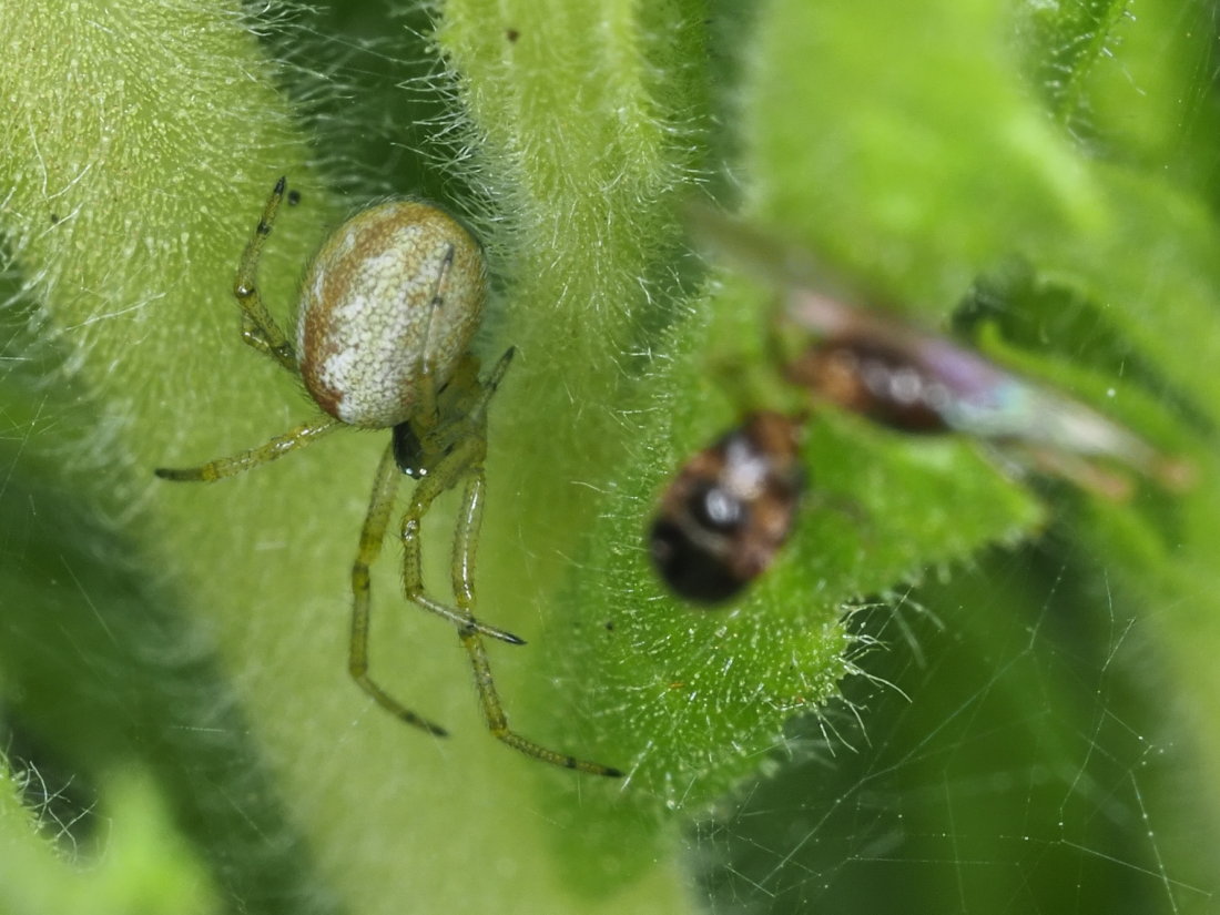 Kochiura aulica (Theridiidae) - Osimo (AN)