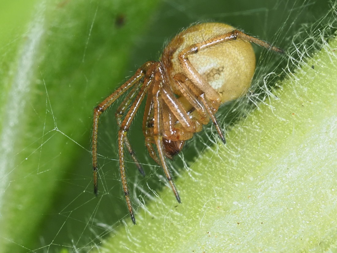 Kochiura aulica (Theridiidae) - Osimo (AN)