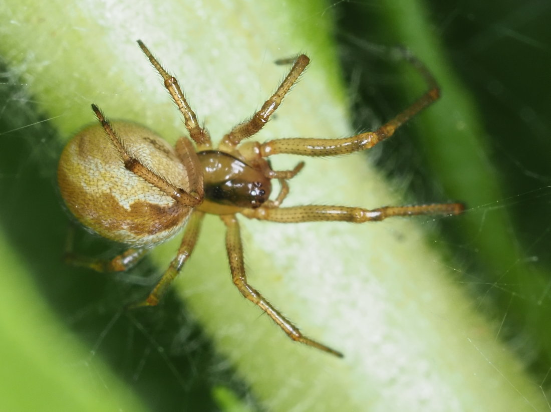 Kochiura aulica (Theridiidae) - Osimo (AN)