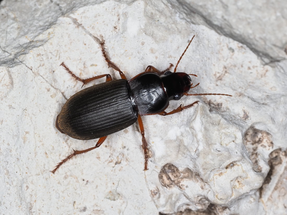 Carabidae: Pseudoophonus rufipes? S
