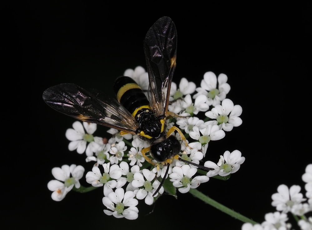 Tenthredinidae da identificare 1: Tenthredo (Zonuledo) cfr. zonula